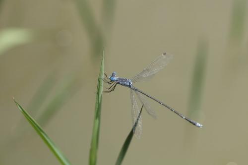 Réf. 196 994 : Lestes praemorsus